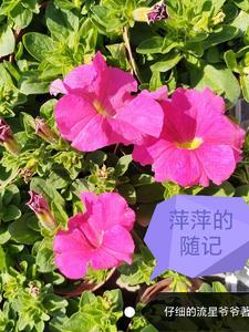 up主萍萍
